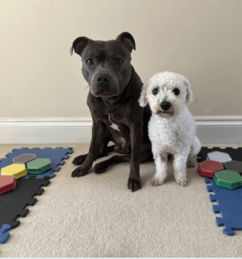 The Talking Dog Course Store Interface